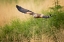 Picture of RED KITE