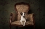 Picture of LADY MOLLY
