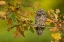 Picture of EURASIAN SCOPS OWL