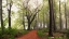 Picture of FOLLOW THE RED PATH.