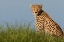 Picture of CHEETAH