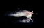 Picture of THE DYING SWAN