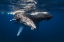 Picture of HUMPBACK WHALE FAMILY!
