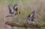 Picture of DANCING GOLDFINCH