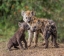 Picture of BABY HYENA