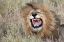 Picture of ROARING LION