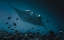 Picture of MANTAS FLIGHT