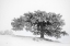 Picture of LET IT SNOW 02