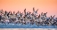 Picture of BLACK SKIMMER