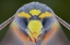 Picture of YELLOW JACKET