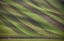Picture of STRIPES IN THE FIELDS