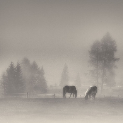 Picture of TIMELESS MOMENTS