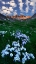 Picture of BLOOMING
