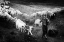 Picture of TRANSHUMANCE