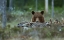 Picture of BEWARE - BROWN BEAR