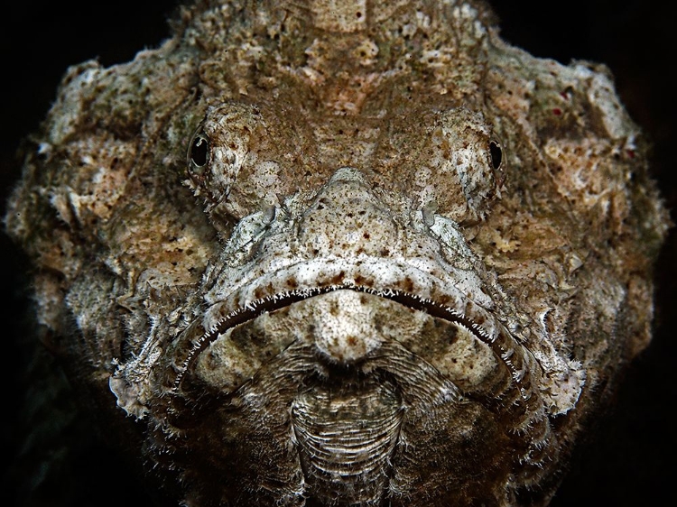 Picture of SCORPIONFISH PORTRAIT