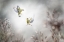 Picture of ANGRY BIRDS
