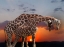 Picture of COUPLE OF GIRAFE