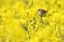 Picture of IN THE YELLOW SEA