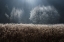 Picture of UNTITLED