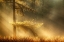 Picture of AUTUMN LIGHT