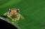 Picture of FROG EYES
