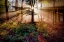 Picture of MAGICAL FOREST