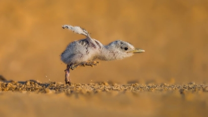 Picture of FULL SPEED