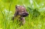 Picture of YOUNG WOLF