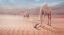 Picture of CAMELS TRIP