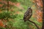 Picture of EUROASIAN EAGLE OWL