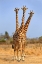 Picture of THREE HEADED GIRAFFE