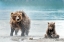 Picture of SHAKING - KAMCHATKA