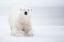 Picture of TOTAL WHITE