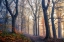 Picture of THE FOREST PATH.