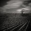 Picture of LONELINESS