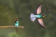 Picture of BEE-EATER GOING FOR FOOD