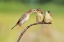 Picture of BIRD FEEDING BABIES