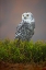 Picture of SNOWY OWL