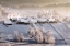 Picture of A WINTER TALE