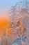 Picture of ICE FLOWER