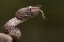 Picture of TRIMERESURUS PURPUREOMACULATUS AND FORMICIDAE (ANT)