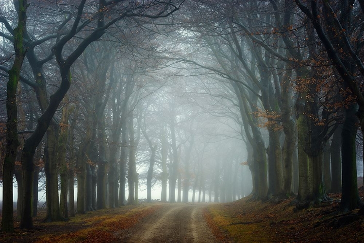 Picture of WALK THIS WAY