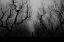 Picture of UNTITLED