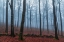 Picture of MISTY WOODS