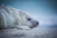 Picture of BABY SEAL