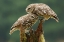 Picture of COMFORTING LITTLE OWLS