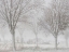 Picture of COVERED WITH A WHITE QUILT