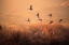 Picture of GOLDEN TIME