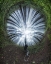 Picture of LIGHT TRAPPER